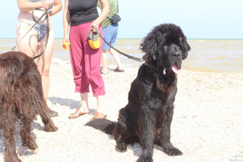 Фото: ньюфаундленд Neretum Tribe Xagrid