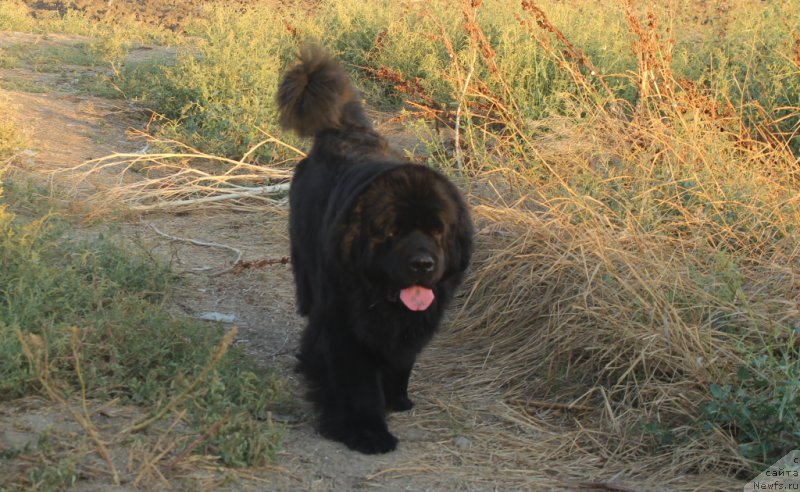 Фото: ньюфаундленд YAntarnaya Mechta (Янтарная Мечта)