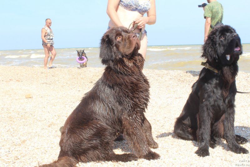 Фото: ньюфаундленд Nikol Gold Star (Николь Голд Стар), ньюфаундленд Daymond King (Даймонд Кинг)