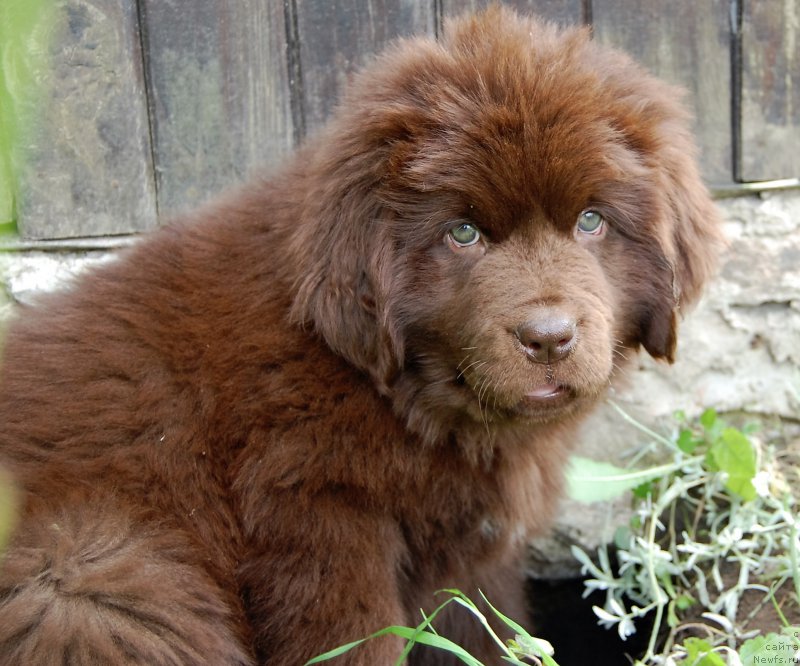 Фото: ньюфаундленд Newettas Vanessa