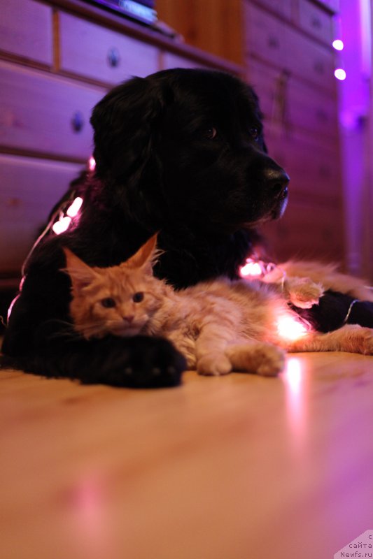 Фотография № 214717