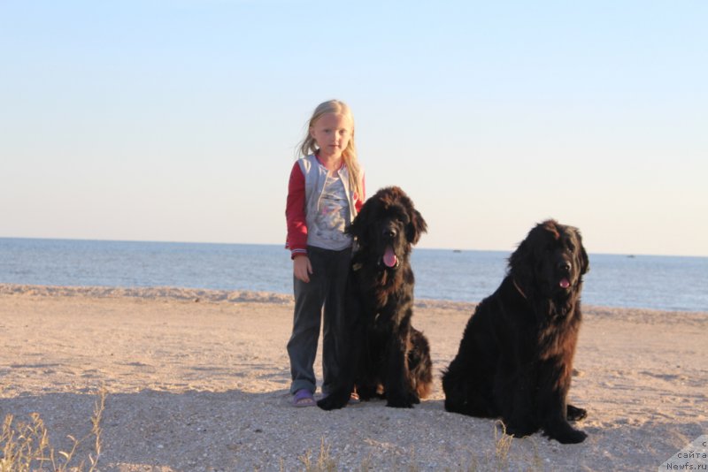 Фото: ньюфаундленд Daymond King (Даймонд Кинг), ньюфаундленд Anabelle Kvin of zye Mountayns (Анабелле Квин оф зэ Моунтайнс)