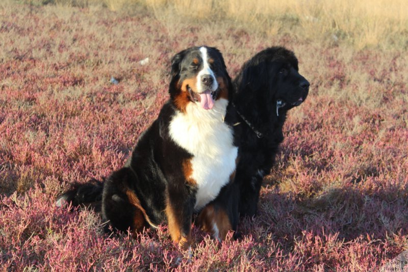 Фото: Роза и, ньюфаундленд Neretum Tribe Xagrid
