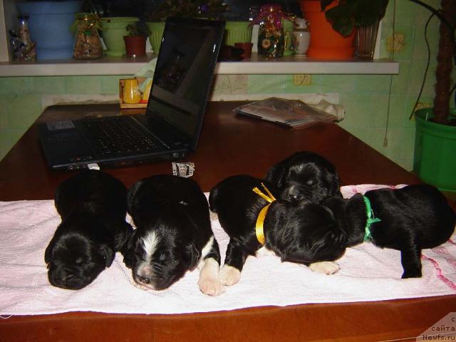 Фото: ньюфаундленд Super Bizon Armani (Супер Бизон Армани), ньюфаундленд Gloddog Skarlett (Глоддог Скарлетт), щенки