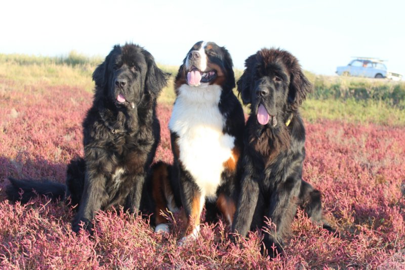 Фото: ньюфаундленд Neretum Tribe Xagrid, Роза и, ньюфаундленд Daymond King (Даймонд Кинг)