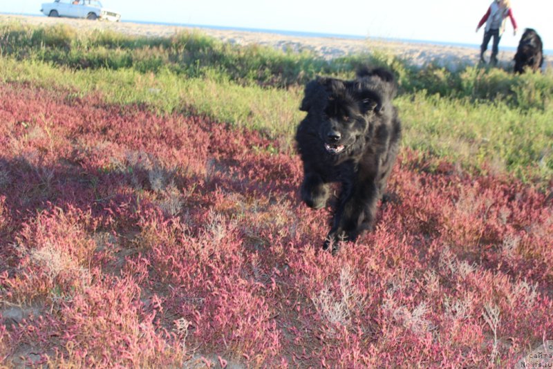Фото: ньюфаундленд YAntarnaya Mechta (Янтарная Мечта)