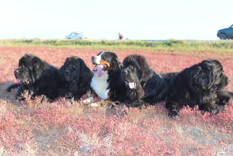 Фото: ньюфаундленд YAntarnaya Mechta (Янтарная Мечта), ньюфаундленд Neretum Tribe Xagrid, Роза, ньюфаундленд Daymond King (Даймонд Кинг), ньюфаундленд Anabelle Kvin of zye Mountayns (Анабелле Квин оф зэ Моунтайнс)