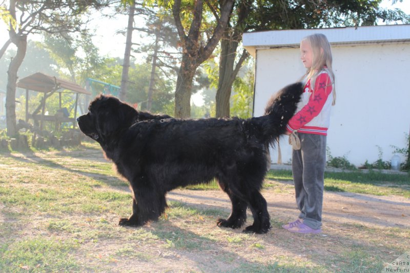 Фото: ньюфаундленд YAntarnaya Mechta (Янтарная Мечта), и Таня