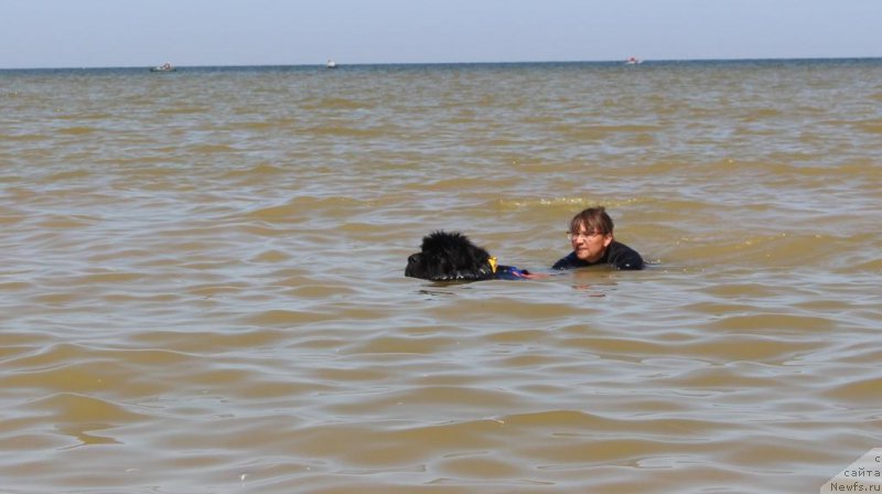 Фото: ньюфаундленд Anabelle Kvin of zye Mountayns (Анабелле Квин оф зэ Моунтайнс), Elena Kuz'mina (Елена Кузьмина)