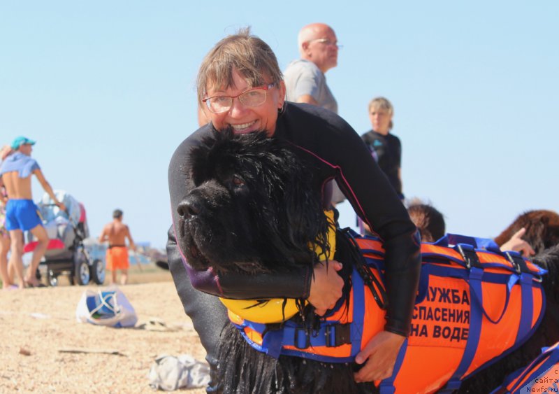 Фото: ньюфаундленд King of Helluland You Shock Me, Elena Kuz'mina (Елена Кузьмина)