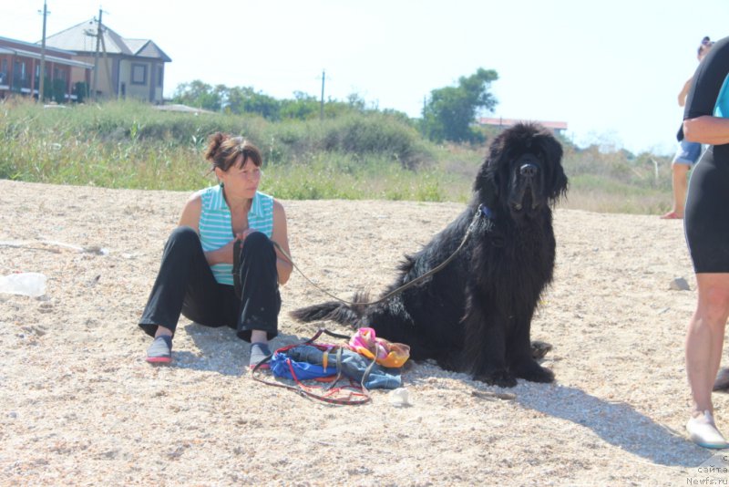 Фото: Galina Linder (Галина Линдер), ньюфаундленд King of Helluland You Shock Me