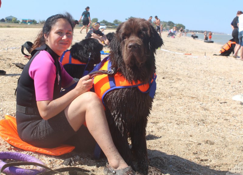 Фото: YUliya Demidova (Юлия Демидова), ньюфаундленд Nikol Gold Star (Николь Голд Стар)