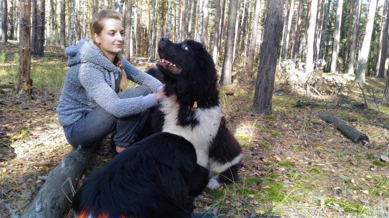 Фото: YEleonora Veselova (Элеонора Веселова), ньюфаундленд Starbimovlav Demofont (Старбимовлав Демофонт), ньюфаундленд Super Bizon Rishar (Супер Бизон Ришар)