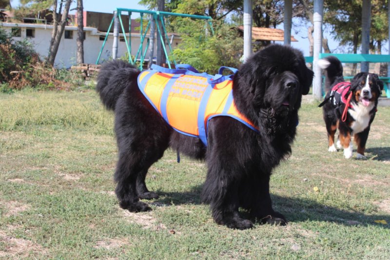 Фото: ньюфаундленд Beguschaya po Volnam Zero Kool (Бегущая по Волнам Зеро Коол)