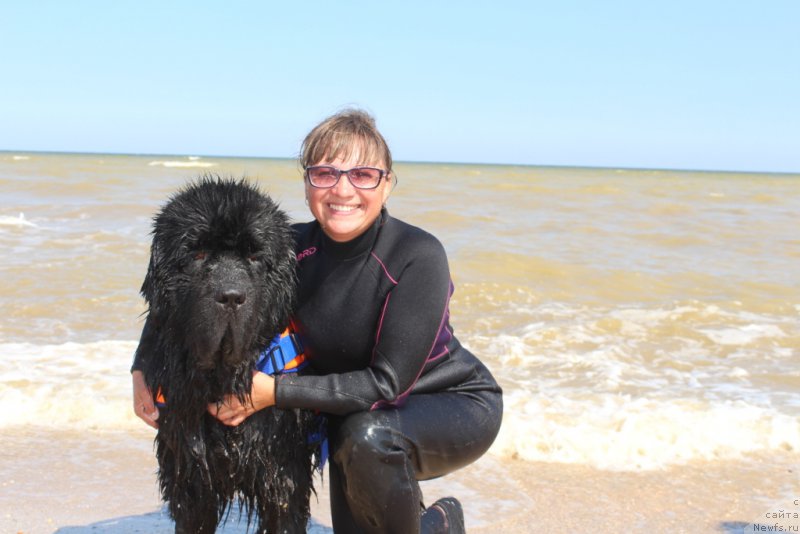 Фото: ньюфаундленд Beguschaya po Volnam Zero Kool (Бегущая по Волнам Зеро Коол), Elena Kuz'mina (Елена Кузьмина)