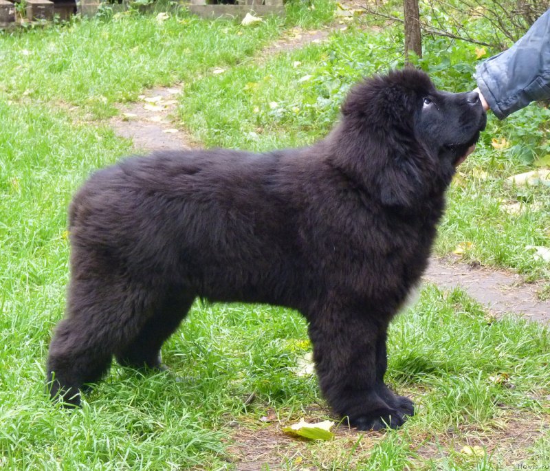 Фотография № 214755