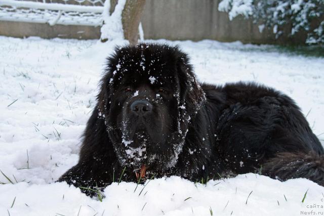 Фото: ньюфаундленд Potap Fidel' (Потап Фидель)