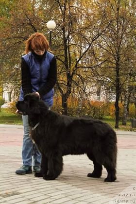 Фото: ньюфаундленд N'yufort Jordjiya (Ньюфорт Жорджия)