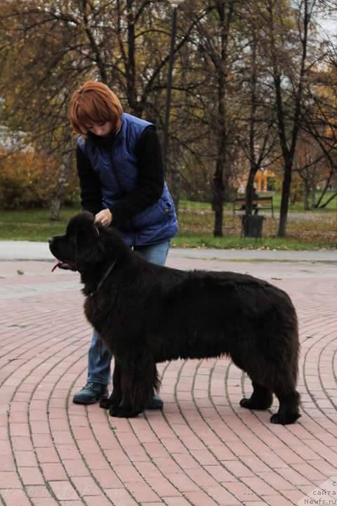 Фото: ньюфаундленд N'yufort Jordjiya (Ньюфорт Жорджия)
