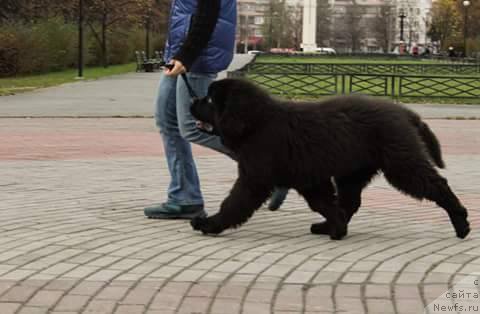 Фото: сын, ньюфаундленд Victory Dance Dinastiya Soverchenstva