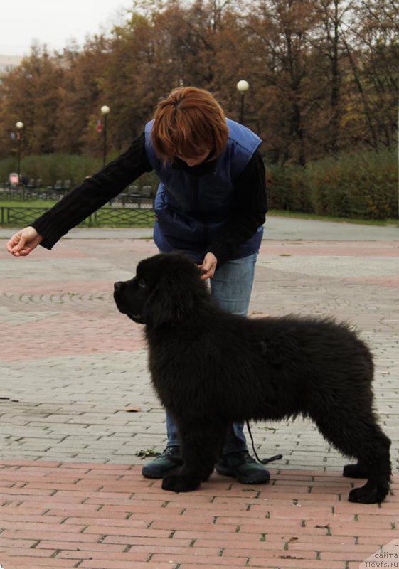 Фото: сын, ньюфаундленд Victory Dance Dinastiya Soverchenstva