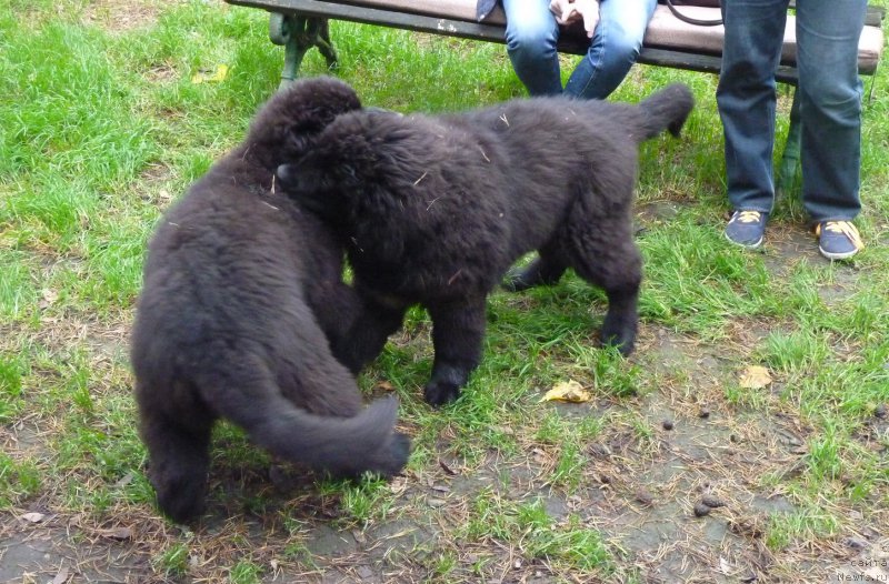 Фото: ньюфаундленд Smigar Vogue Style (Смигар Вог Стайл), ньюфаундленд Smigar Voice of Freedom (Смигар Войс оф Фридом)