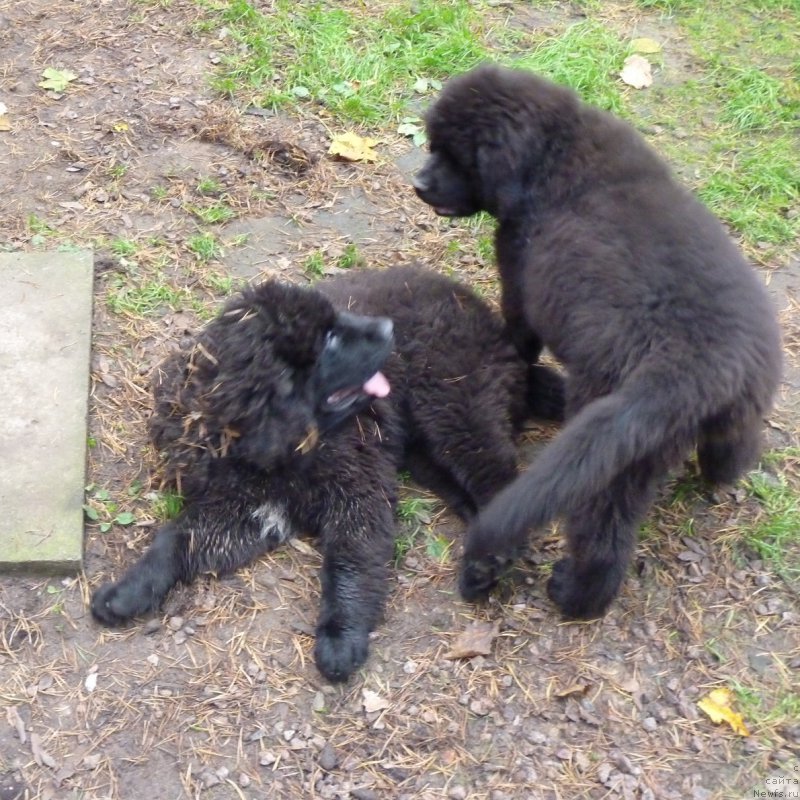 Фото: ньюфаундленд Smigar Vogue Style (Смигар Вог Стайл), ньюфаундленд Smigar Voice of Freedom (Смигар Войс оф Фридом)