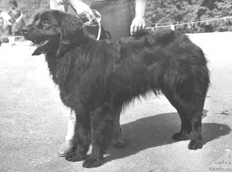 Фото: ньюфаундленд Neydjin Grum (Нейджин Грум)