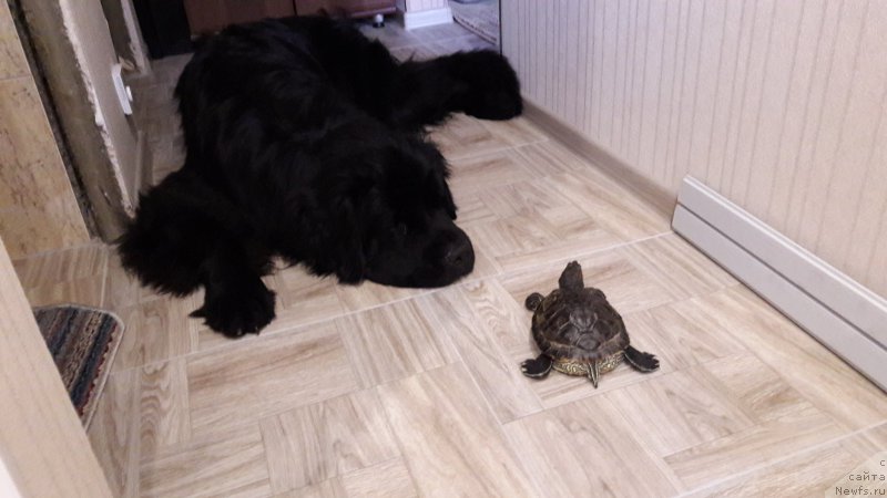 Фото: ньюфаундленд Belkonder-Club Jamaica Blue Mountin (Белкондер-Клаб Ямайка Блю Маунтин)