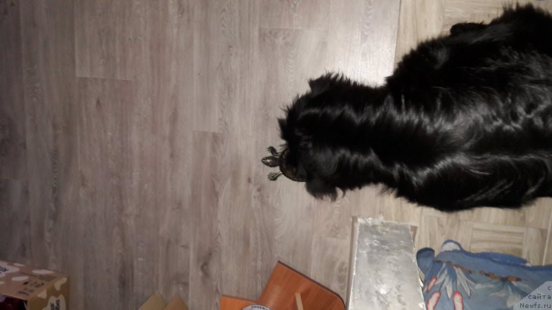 Фото: ньюфаундленд Belkonder-Club Jamaica Blue Mountin (Белкондер-Клаб Ямайка Блю Маунтин)