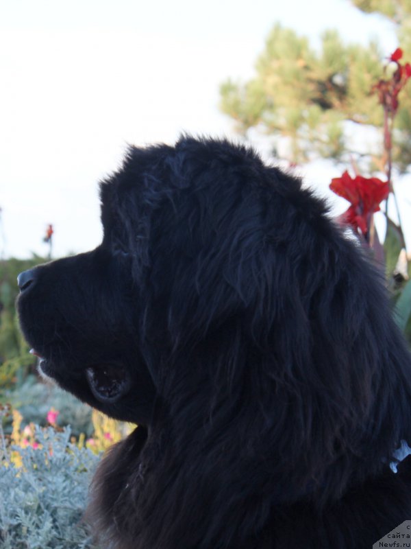 Фотография № 214849