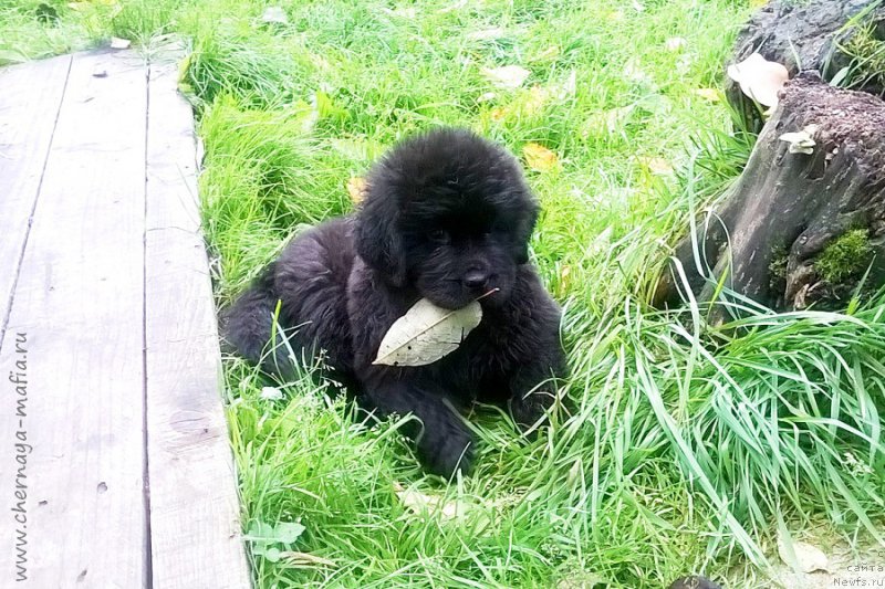 Фото: ньюфаундленд Chernaya Mafia Because I Am Worth It (Черная Мафия Бекаусе И Ам Вортх Ит)