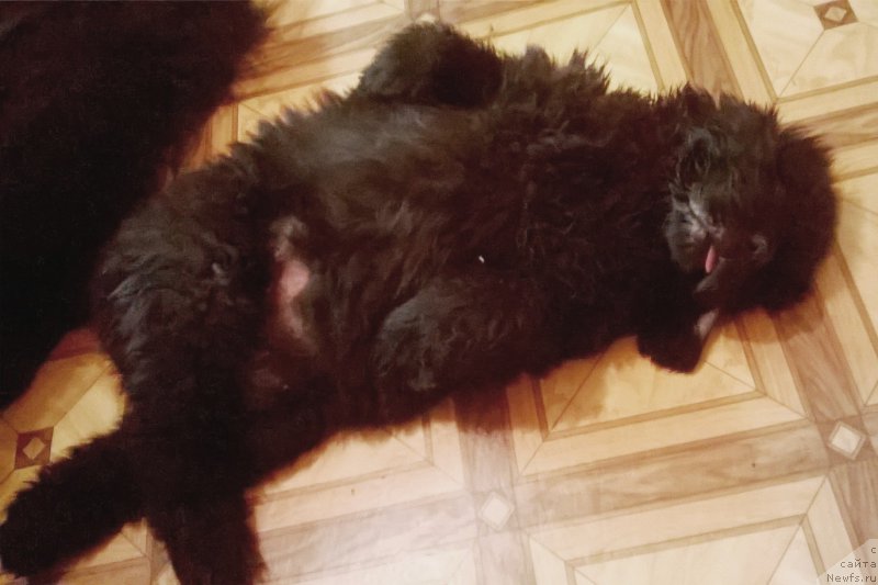 Фотография № 214855