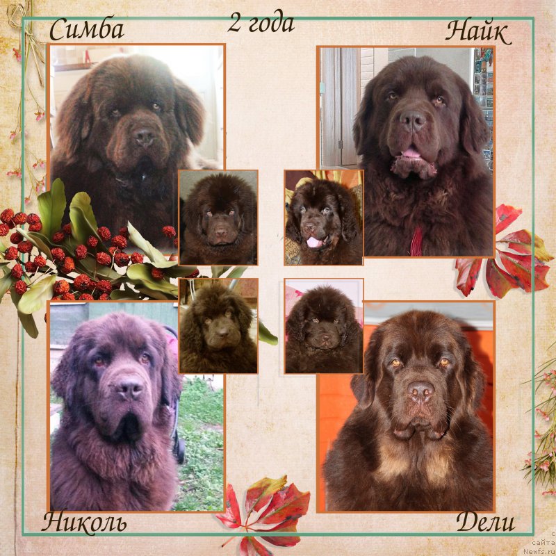 Фото: ньюфаундленд Nobl King May Lord Simba (Нобл Кинг Май Лорд Симба), ньюфаундленд Nyesh Sollar Vind (Нэш Соллар Винд), ньюфаундленд Nikol Gold Star (Николь Голд Стар), ньюфаундленд Naomi Tagoliri for Brouwnblood (Наоми Таголири фор Браунблад)