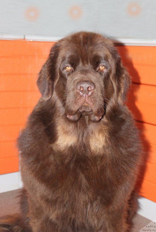 Фото: ньюфаундленд Naomi Tagoliri for Brouwnblood (Наоми Таголири фор Браунблад)