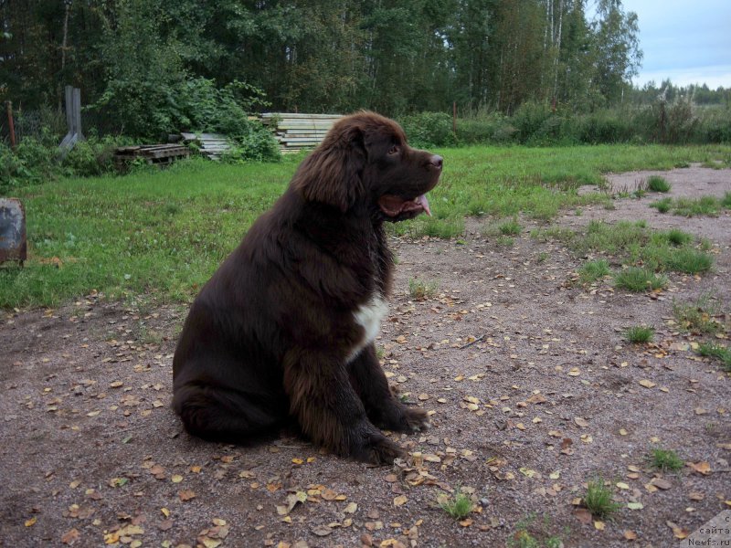 Фото: ньюфаундленд Funnewf Arktika (Фанньюф Арктика)