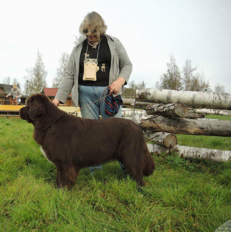 Фото: ньюфаундленд Funnewf Arktika (Фанньюф Арктика), Ekaterina Benken (Екатерина Бенкен)