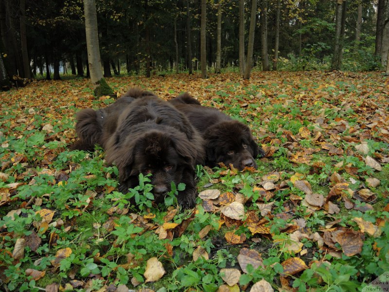 Фото: ньюфаундленд Funnewf Arktika (Фанньюф Арктика), ньюфаундленд Aquatoriya Kelvin Heather Honey (Акватория Келвин Хизер Хани)
