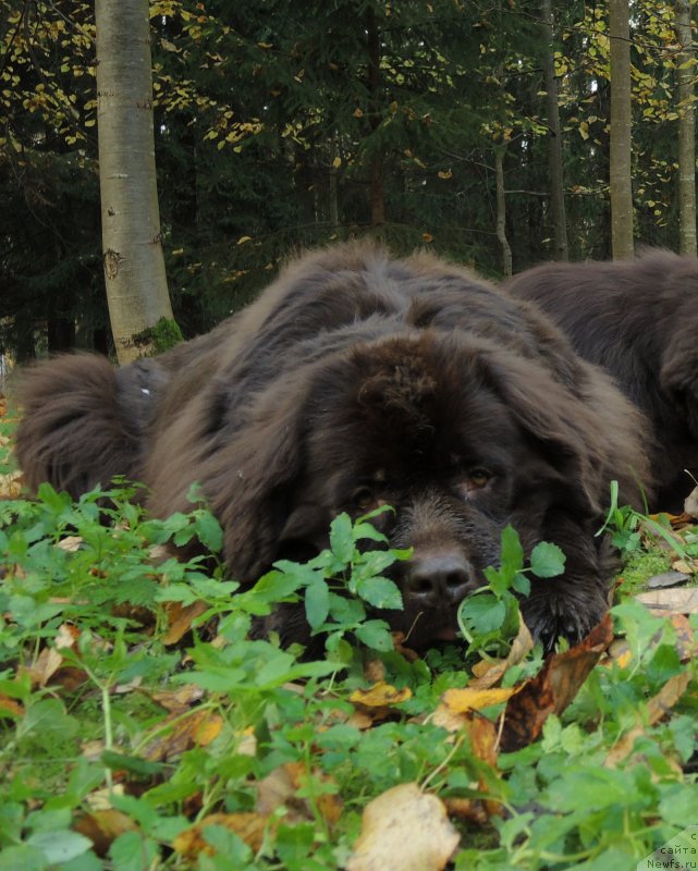 Фото: ньюфаундленд Aquatoriya Kelvin Heather Honey (Акватория Келвин Хизер Хани)