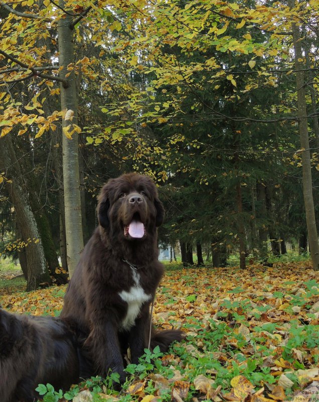 Фото: ньюфаундленд Funnewf Arktika (Фанньюф Арктика)