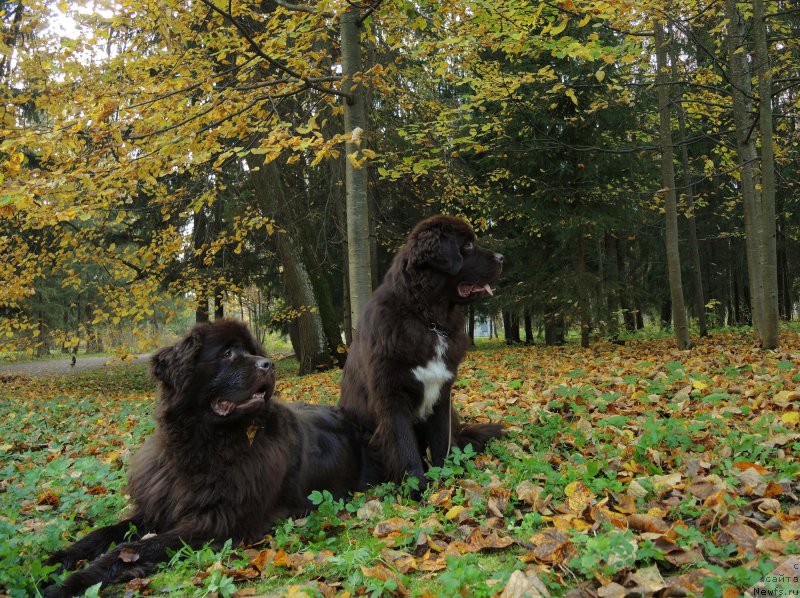 Фото: ньюфаундленд Funnewf Arktika (Фанньюф Арктика), ньюфаундленд Aquatoriya Kelvin Heather Honey (Акватория Келвин Хизер Хани)