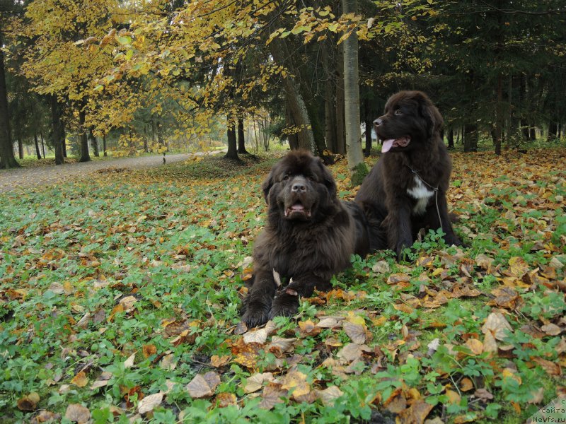 Фото: ньюфаундленд Funnewf Arktika (Фанньюф Арктика), ньюфаундленд Aquatoriya Kelvin Heather Honey (Акватория Келвин Хизер Хани)