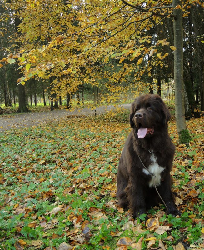 Фото: ньюфаундленд Funnewf Arktika (Фанньюф Арктика)