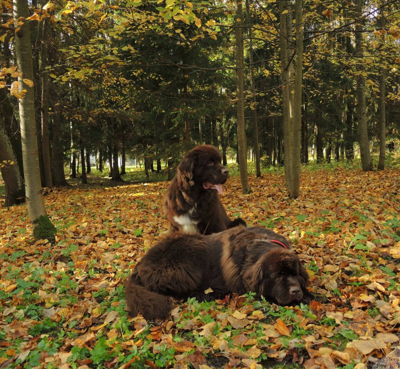 Фото: ньюфаундленд Funnewf Arktika (Фанньюф Арктика), ньюфаундленд Aquatoriya Kelvin Heather Honey (Акватория Келвин Хизер Хани)