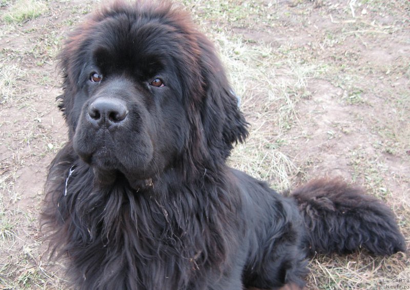 Фото: ньюфаундленд S'Nejnaya V'yuga Big Rashshen Boss (С'Нежная Вьюга Биг Рашшен Босс)