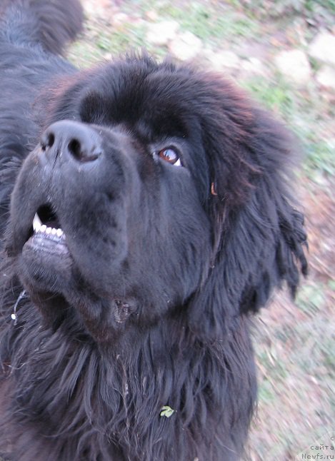 Фото: ньюфаундленд S'Nejnaya V'yuga Big Rashshen Boss (С'Нежная Вьюга Биг Рашшен Босс)