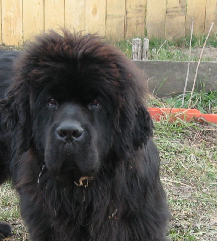 Фото: ньюфаундленд S'Nejnaya V'yuga Big Rashshen Boss (С'Нежная Вьюга Биг Рашшен Босс)