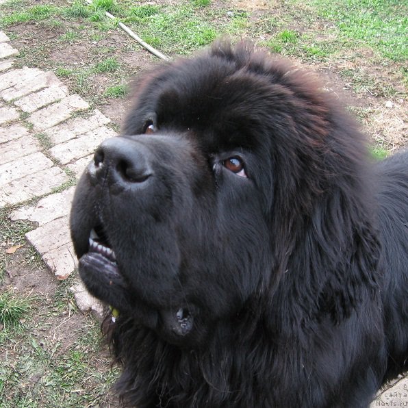 Фото: ньюфаундленд S'Nejnaya V'yuga Big Rashshen Boss (С'Нежная Вьюга Биг Рашшен Босс)