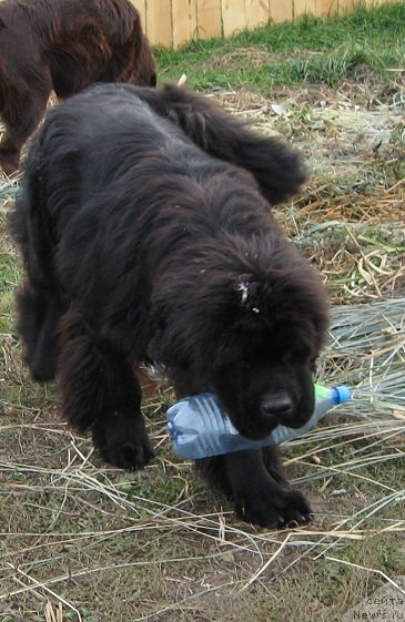 Фото: ньюфаундленд S'Nejnaya V'yuga Big Rashshen Boss (С'Нежная Вьюга Биг Рашшен Босс)