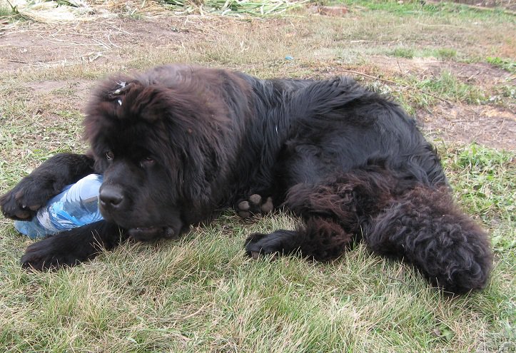 Фото: ньюфаундленд S'Nejnaya V'yuga Big Rashshen Boss (С'Нежная Вьюга Биг Рашшен Босс)